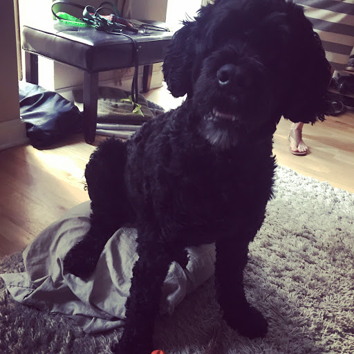 Gym «Chicago Primal Gym», reviews and photos, 1235 W Belmont Ave Unit B, Chicago, IL 60657, USA