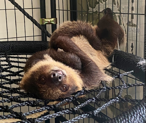 Pet Store «Incredible Pets Inc», reviews and photos, 2255 N Wickham Rd # 102, Melbourne, FL 32935, USA