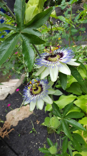 Produce Market «Smith Farm», reviews and photos, 131 Kimball Hill Rd, Hudson, NH 03051, USA