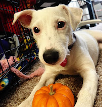 Bark Buddies Pet Services - Photo 1 - Car repair in , Lakewood