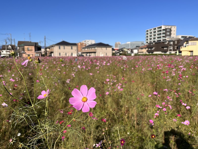 大和市観光花農園