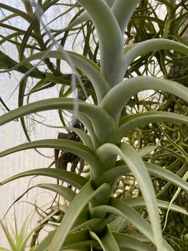 Florist «Floradise Orchids», reviews and photos, 19154 James Madison Hwy, Gordonsville, VA 22942, USA