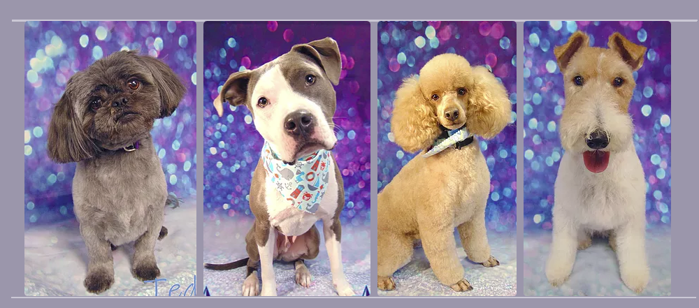 Spike Dog Grooming and Boutique, LLP