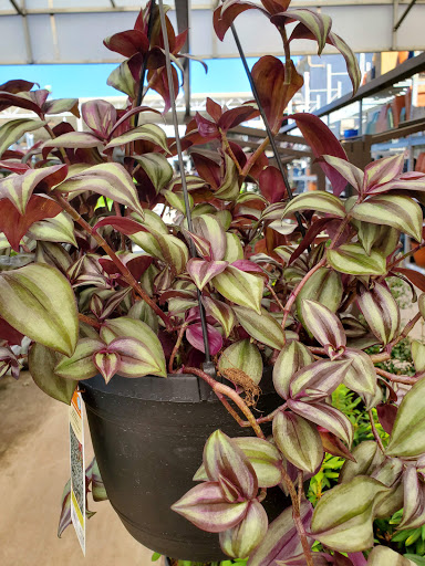 Shopping Mall «McDonough Marketplace Shopping Center», reviews and photos, 109 Willow Ln, McDonough, GA 30253, USA