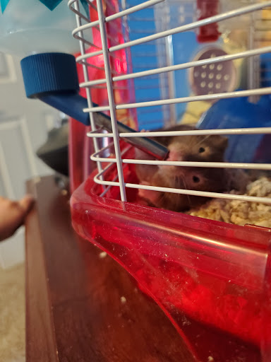 Pet Supply Store «PetSmart», reviews and photos, 1125 Quentin Rd, Lebanon, PA 17042, USA