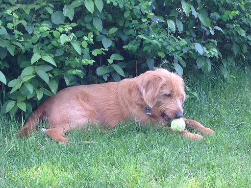 Pet Supply Store «Pawpular Companions Pet Supplies», reviews and photos, 21950 E Country Vista Dr, Liberty Lake, WA 99019, USA