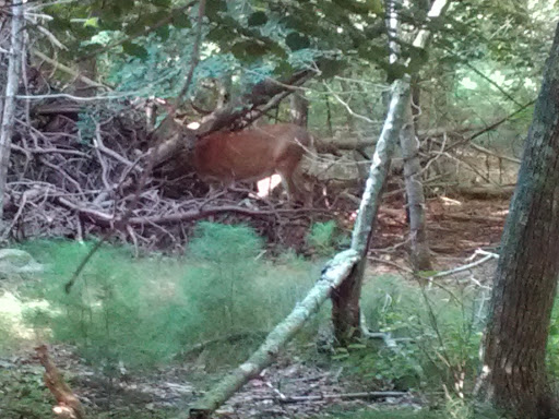 Golf Club «Pocasset Golf Club», reviews and photos, Club House Dr, Pocasset, MA 02559, USA