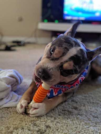 Pet Supply Store «Petco Animal Supplies», reviews and photos, 1835 E Guadalupe Rd #112, Tempe, AZ 85283, USA