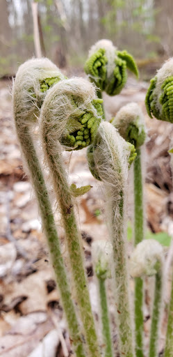 Nature Preserve «Sadsbury Woods Preserve», reviews and photos, Ramblewood Dr & Northwood Dr, Coatesville, PA 19320, USA