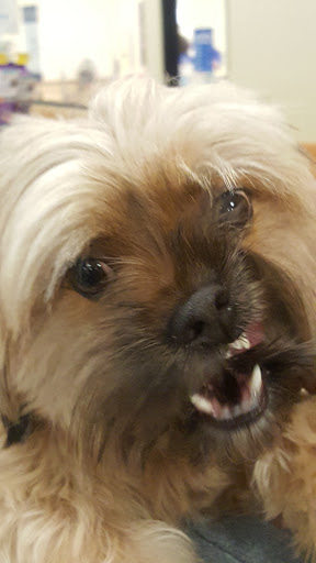 Pet Supply Store «PetSmart», reviews and photos, 620 N West End Blvd, Quakertown, PA 18951, USA