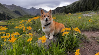 TLC Pet Care - Photo 5 - Car repair in Ogden, UT, Ogden