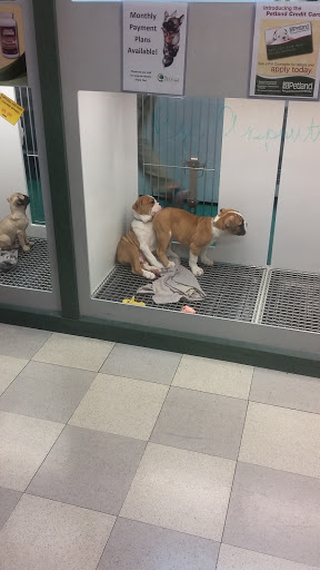 Pet Store «Petland Las Vegas», reviews and photos, 8800 W Charleston Blvd #3, Las Vegas, NV 89145, USA