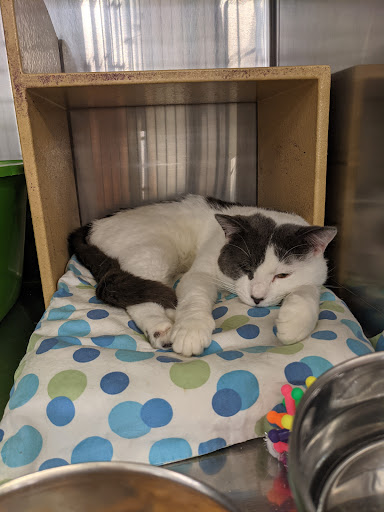 Pet Supply Store «PetSmart», reviews and photos, 140 Barrington Rd, Schaumburg, IL 60194, USA