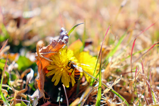 Park «Blackie Chesher Park», reviews and photos, 1100 N Zaragoza Rd, El Paso, TX 79907, USA