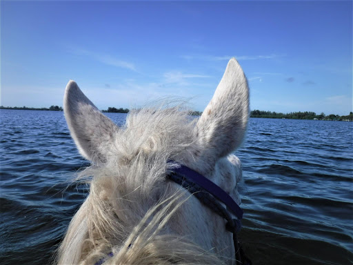 Horseback Riding Service «BeachHorses.com», reviews and photos, 8400 Manatee Ave W, Bradenton, FL 34209, USA