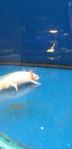 Pet Store «Pets Place II», reviews and photos, 120 E Rte 59, Nanuet, NY 10954, USA