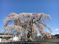 法亀寺の枝垂れ桜