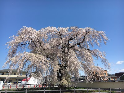 法亀寺の枝垂れ桜