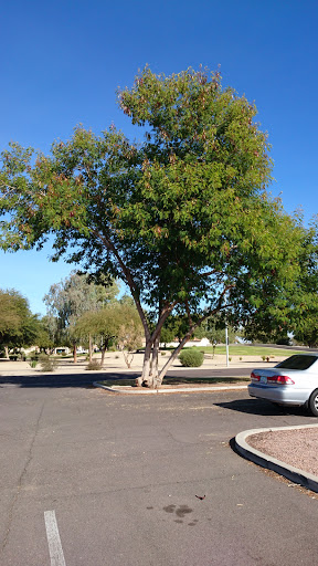 Park «Arrowhead Meadows Park», reviews and photos, 1475 W Erie St, Chandler, AZ 85224, USA