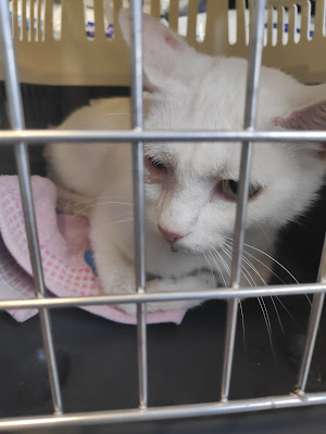 SEL Perret Van Parys CLINIQUE VETERINAIRE DES SAPINS à Thizy-les-Bourgs