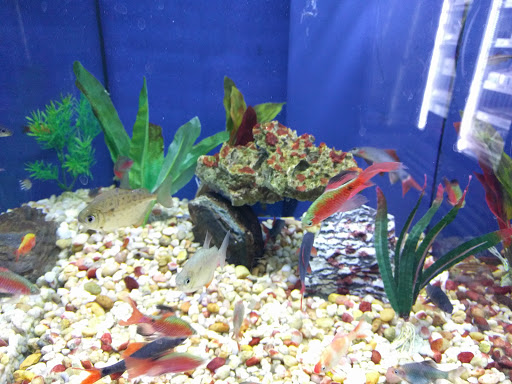 Tropical Fish Store «Aquatic Obsessions», reviews and photos, 1150 St George Ave, Avenel, NJ 07001, USA