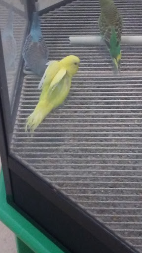 Pet Supply Store «Petco Animal Supplies», reviews and photos, 2565 NE 10th Ct, Homestead, FL 33035, USA