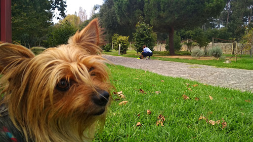 COMtakto - Formação em Educação Canina