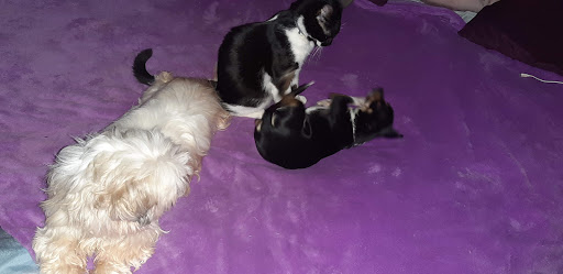 Clínica Veterinaria Aura en Estepona