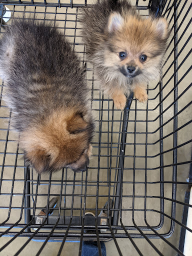 Pet Supply Store «Pet Supplies Plus», reviews and photos, 1155 Washington Pike, Bridgeville, PA 15017, USA