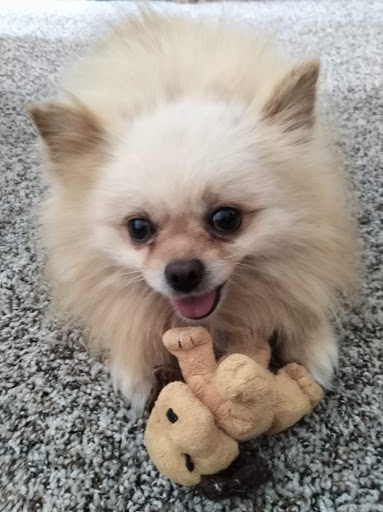 Animal Shelter «Oregon Humane Society», reviews and photos