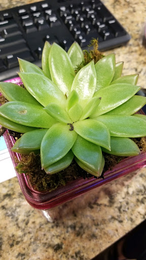 Florist «Flowers On the Mound», reviews and photos, 635 Parker Square Rd, Flower Mound, TX 75028, USA