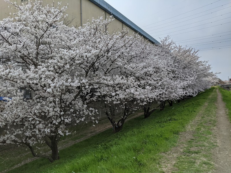 朝霞浄水場排水処理所裏の桜並木