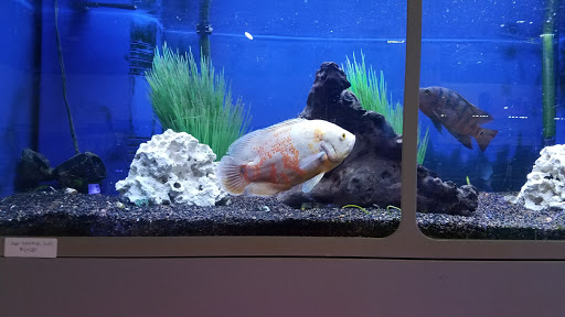 Tropical Fish Store «Elegant Reef - Tropical Fish Studio», reviews and photos, 301 W Nakoma Dr, San Antonio, TX 78216, USA