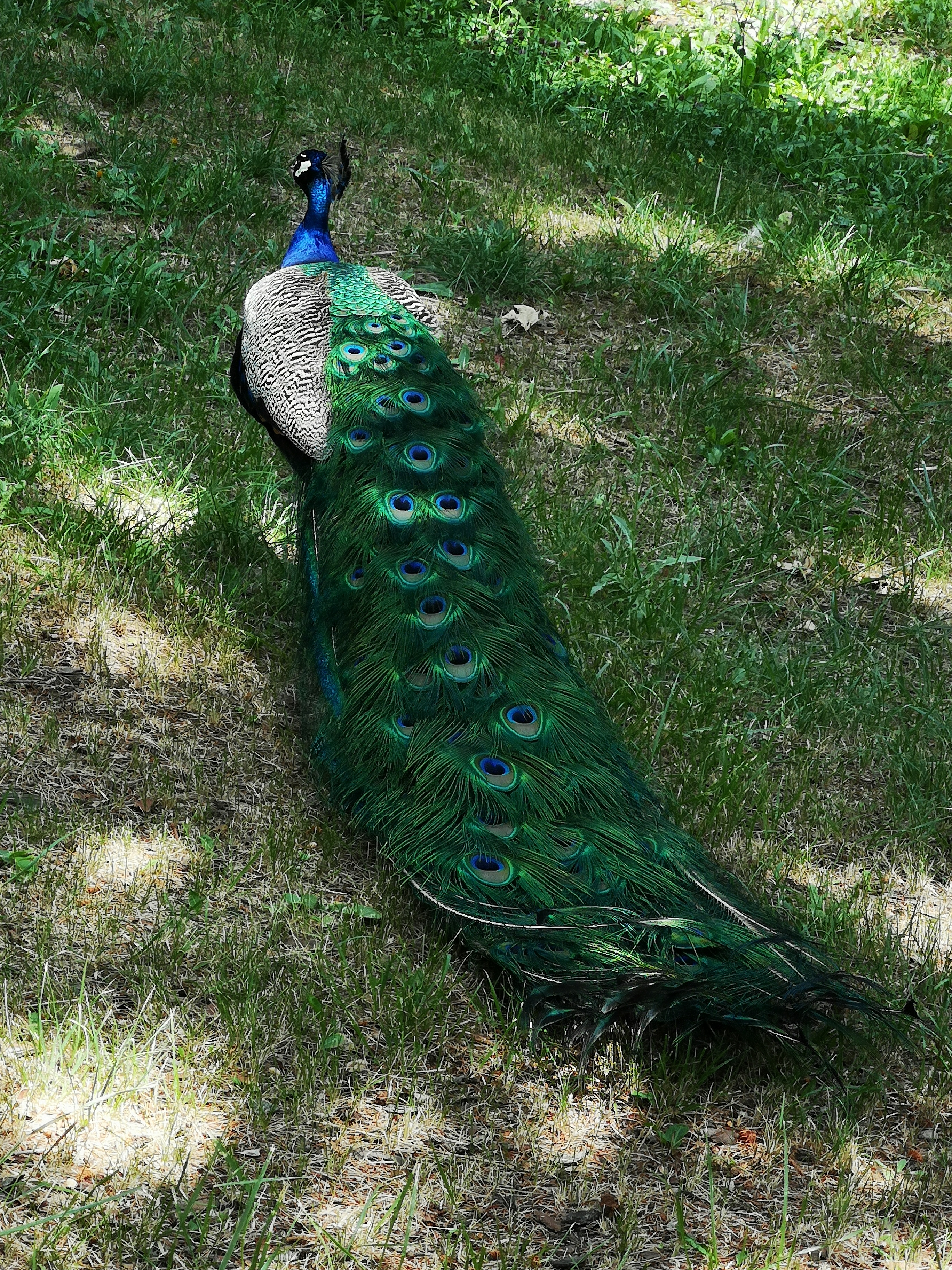 Photo n° 2 de l'avis de Pétole. fait le 29/06/2022 à 15:21