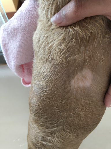 Pet Supply Store «PetSmart», reviews and photos, 1130 SE Everett Mall Way, Everett, WA 98208, USA