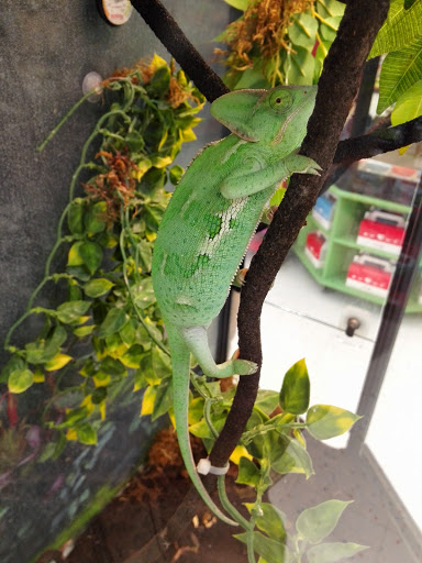 Pet Supply Store «Petco Animal Supplies», reviews and photos, 1624 Governors Square Blvd, Tallahassee, FL 32301, USA