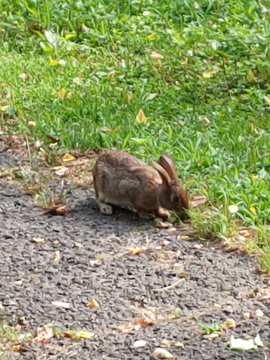 Park «Christopher Morley Park», reviews and photos, 500 Searingtown Rd N, Roslyn, NY 11576, USA