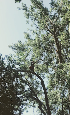 L'arbre d'Auré à Courry