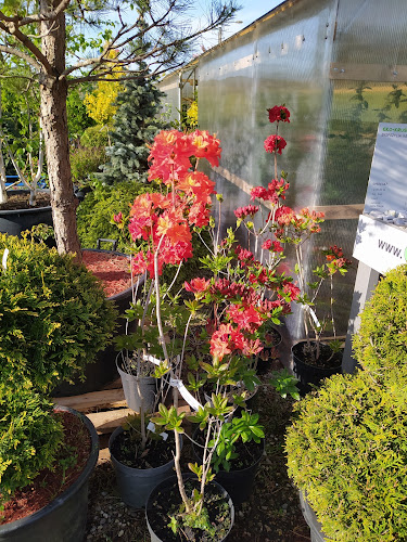 Komentarze i opinie o Szkółka Ogrodnicza Gniewowo Drzewa Rośliny Krzewy