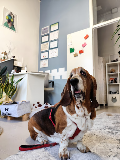 Pensioni per cani e dog hotel a Pet Tonic - Toelettatura Animali