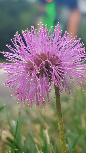 Park «Terry Hershey Park», reviews and photos, 15200 Memorial Dr, Houston, TX 77079, USA