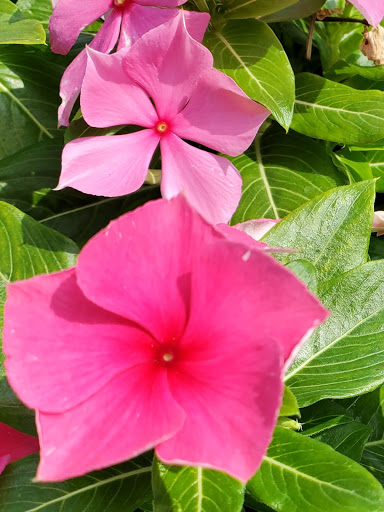 Plant Nursery «HOUSTON PLANTS & GARDEN WORLD», reviews and photos, 16726 North Fwy, Houston, TX 77090, USA