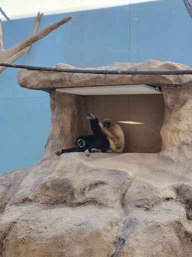 Tennis Club «Westside Tennis & Fitness», reviews and photos, 1200 Wilcrest Dr, Houston, TX 77042, USA