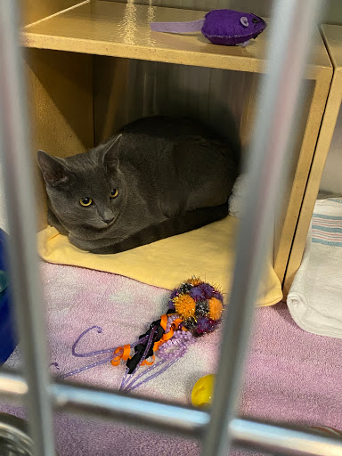 Pet Supply Store «PetSmart», reviews and photos, 12142 Jefferson Ave, Newport News, VA 23602, USA