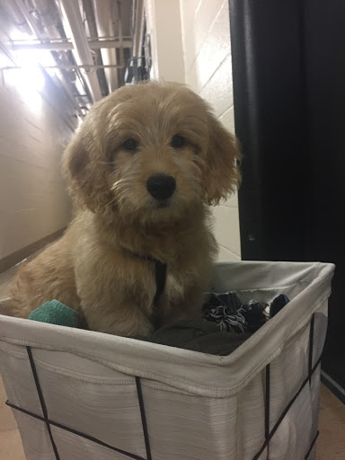 Pet Store «Just Puppies Inc», reviews and photos, 2004 Veirs Mill Rd, Rockville, MD 20851, USA