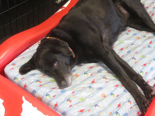 Dog Day Care Center «Pet Me Scratch Me», reviews and photos, 2551 E Main St, Onalaska, WI 54650, USA