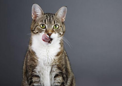 Pet Supply Store «Pet X Supplies & Tack», reviews and photos, 132 W Highland Rd Suite 101, Howell, MI 48843, USA