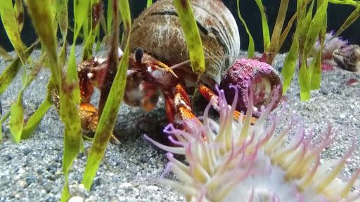 Gift Shop «Seattle Aquarium Gift Store», reviews and photos, 1483 Alaskan Way, Seattle, WA 98101, USA