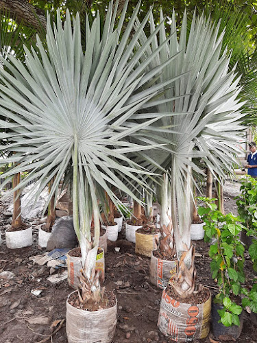 Opiniones de VIVERO LOS GERANIOS 🌳 en Tarqui - Centro de jardinería