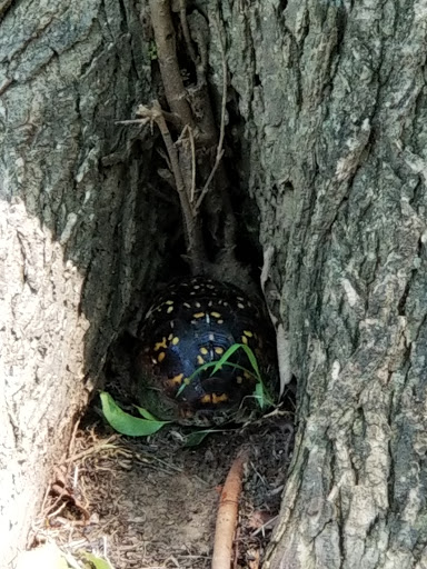 Park «Robsion Park», reviews and photos, Robsion Park Dr, Lyndon, KY 40222, USA